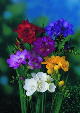 Freesia dubbel mix